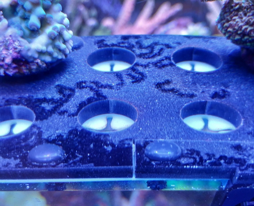 Die abendliche Zugabe führte bis zum nächsten Morgen zur Bildung eines feinen Calciumcarbonatstaubs, der in der Folge die Struktur und Zusammensetzung des Biofilms auf den Oberflächen verändert.