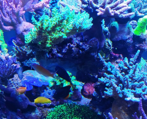 ReefFog1