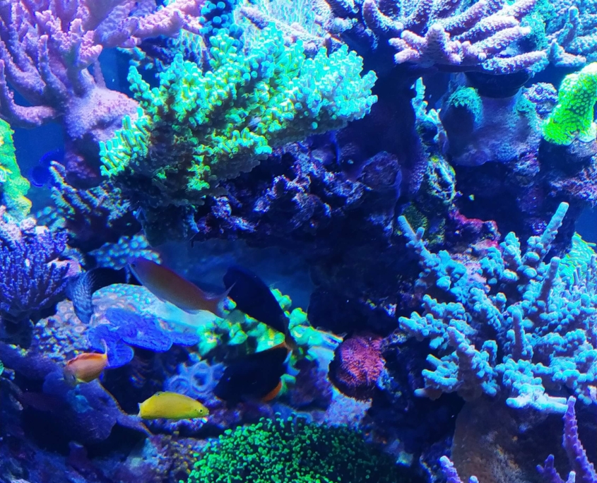 ReefFog1